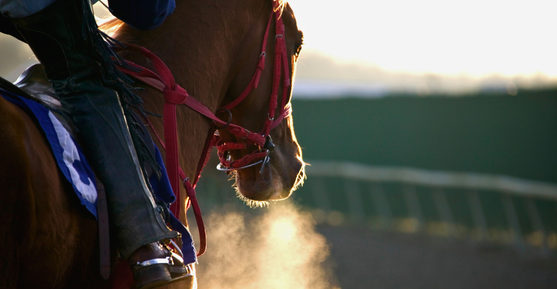 A race horse, like one seen at St. Leger's Stakes.