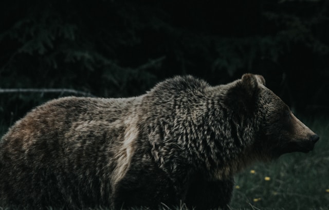 bear