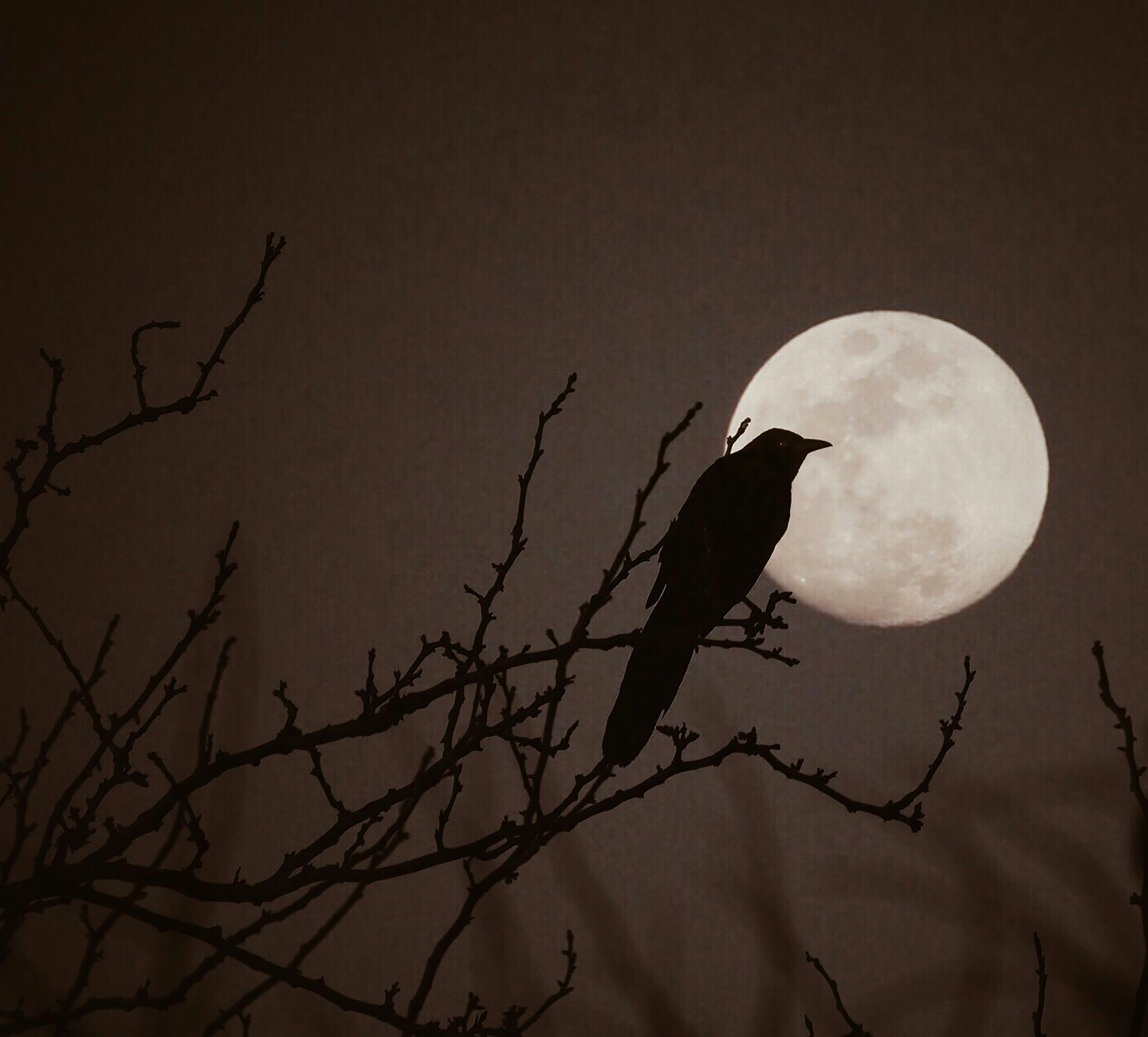 a crow in the foreground of a full moon at night